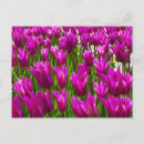 Pesquisar por tulipas roxas cartoes postais Flores de primavera