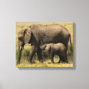 Pesquisar por animais africanos impressão de canvas Pássaro
