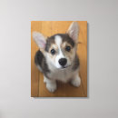 Pesquisar por corgi de galês Animais do bebê
