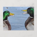Pesquisar por patos engraçados cartoes postais Humor