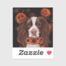 Pesquisar por springer adesivos Springer spaniel inglês