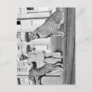 Pesquisar por leão judah cartoes postais Jamaica