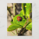 Pesquisar por joaninha cartoes postais Natureza