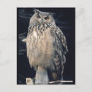 Pesquisar por coruja de águia Selvagem