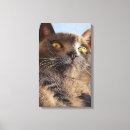 Pesquisar por gatos bonitos impressão de canvas Qualquer pessoa