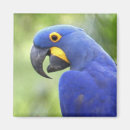 Pesquisar por pantanal imas Pântano