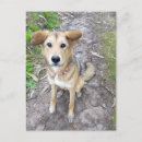 Pesquisar por akitas cartoes postais Dog