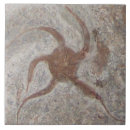 Pesquisar por estrela mar azulejos Oceano