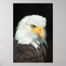 Pesquisar por eagle pôsteres pósteres Bird