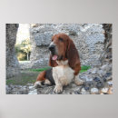 Pesquisar por visita pósteres Cães