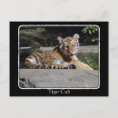 Pesquisar por tiger cartoes postais Fofofo