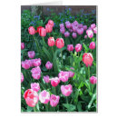 Pesquisar por tulipas roxas cartoes postais Primavera