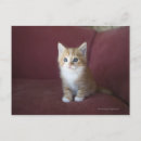 Pesquisar por animais domésticos cartoes postais Felino