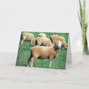 Pesquisar por sheep cartoes Lamb