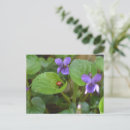 Pesquisar por joaninha cartoes postais Inseto