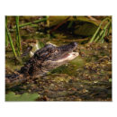Pesquisar por anfíbios fotografia Réptil