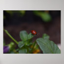 Pesquisar por ladybug pósteres Ladybird