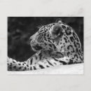 Pesquisar por leopardo branco cartoes postais Felino