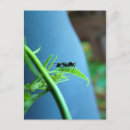 Pesquisar por formigas cartoes postais Foto