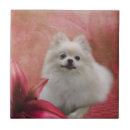 Pesquisar por pomeranian azulejos Animal