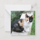 Pesquisar por gatos engraçados cartões de notas Humor