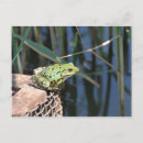 Pesquisar por sapo de salto cartoes postais Natureza