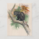 Pesquisar por ilustração macaco cartoes postais Animal
