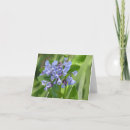 Pesquisar por flores nativas cartoes Azul