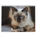 Pesquisar por ragdoll escritorio escola Gatinho