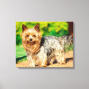 Pesquisar por yorkshire terrier impressão de canvas Cachorro