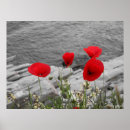 Pesquisar por papoila de mar Vermelho