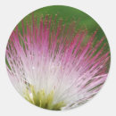 Pesquisar por mimosa adesivos Floral