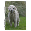 Pesquisar por golden retriever cadernos de notas Foto