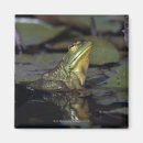 Pesquisar por rã imas Natureza