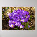 Pesquisar por açafrão roxo Fotografia