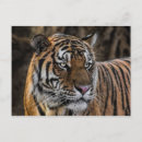 Pesquisar por tiger cartoes postais Gato