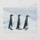 Pesquisar por pinguins bonitos cartoes postais Conformidade