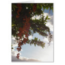 Pesquisar por céu alaranjado cartoes postais Nuvens