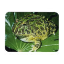 Pesquisar por sapos engraçados imas Anfíbio