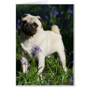 Pesquisar por pug da jovem corça cartoes cartoes postais Alerta