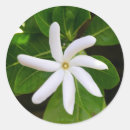 Pesquisar por tetas adesivos Qualquer pessoa