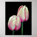 Pesquisar por tulipa pósteres Fotografia
