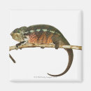 Pesquisar por animais selvagens imas Frio blooded