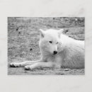 Pesquisar por lobo ártico cartoes postais Animal