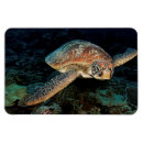 Pesquisar por animais marinhos imas Sealife