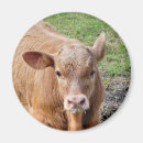 Pesquisar por gado imas Animais de criação