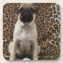 Pesquisar por filhote de cachorro do pug porta copos Olhando a câmera