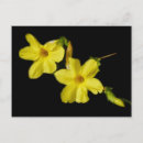 Pesquisar por jasmine cartoes postais Amarelo