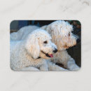 Pesquisar por goldendoodle cartao de visita Animal