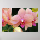 Pesquisar por da orquídea pôsteres pósteres Floração
